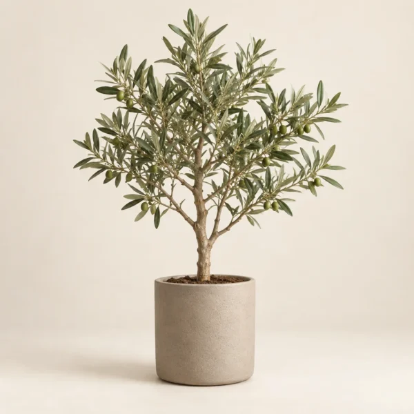 Oliva Olive Tree with a ceramic pot
